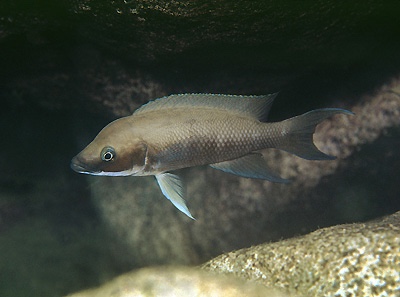 Neolamprologus longicaudatus 'Milima Island'